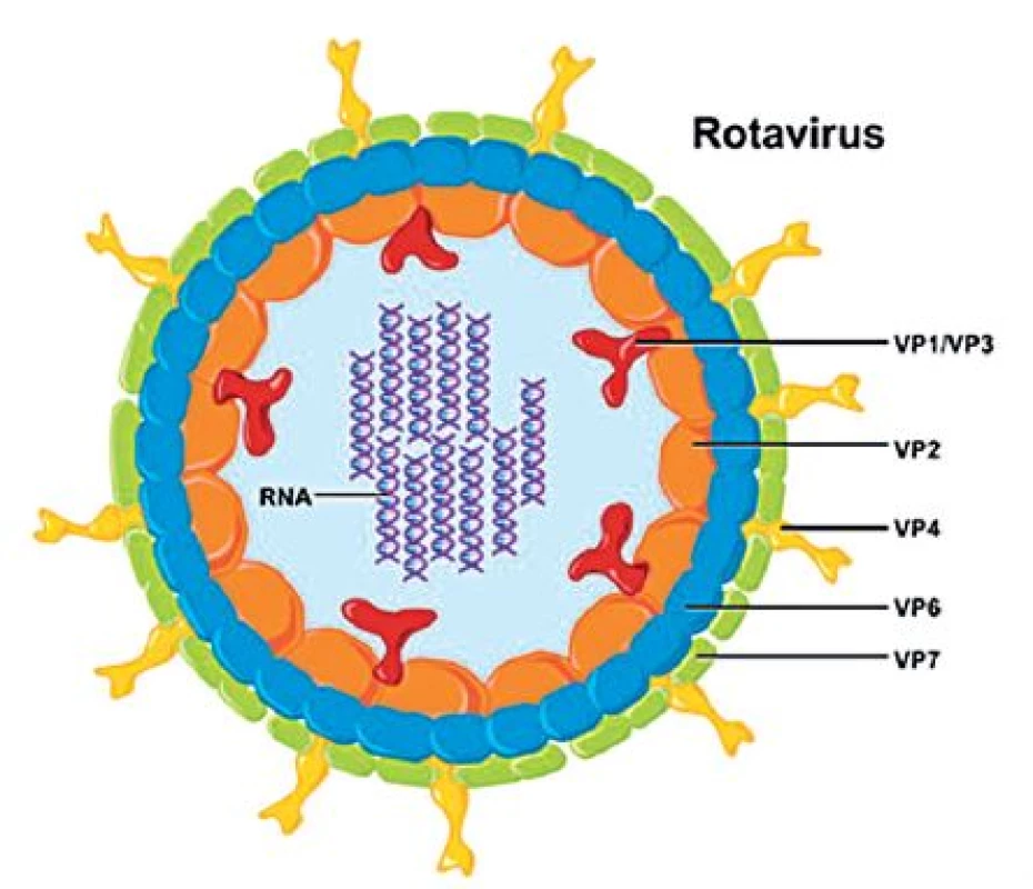 Struktura rotavirové částice 
Genomová RNA je spojena s RNA-dependentní RNA-polymerázou (VP1) a s guanydyltransferázou (VP3), jádro uzavírá vrstva proteinu VP2. Střední vrstva virové kapsidy je tvořena trimery proteinu VP6, který je hlavním skupinovým antigenem. Povrch virionu tvoří trimery proteinu VP7 s výběžky trimerů VP4 (se svolením National Institute of Allergy and Infectious Diseases, Bethesda, Maryland, USA).
Fig. 2. Rotavirus particle architecture
The genomic RNA is linked to the RNA-dependent RNApolymerase (VP1) and guanydyl transferase (VP3). The nucleus is surrounded by a VP2 protein layer. The central layer of the viral capsid is formed by VP6 protein trimers, with VP6 being the major group antigen. The virion surface consists of VP7 protein trimers with VP4 trimer spikes (reprinted with the permission of the National Institute of Allergy and Infectious Diseases, Bethesda, Maryland, USA).
