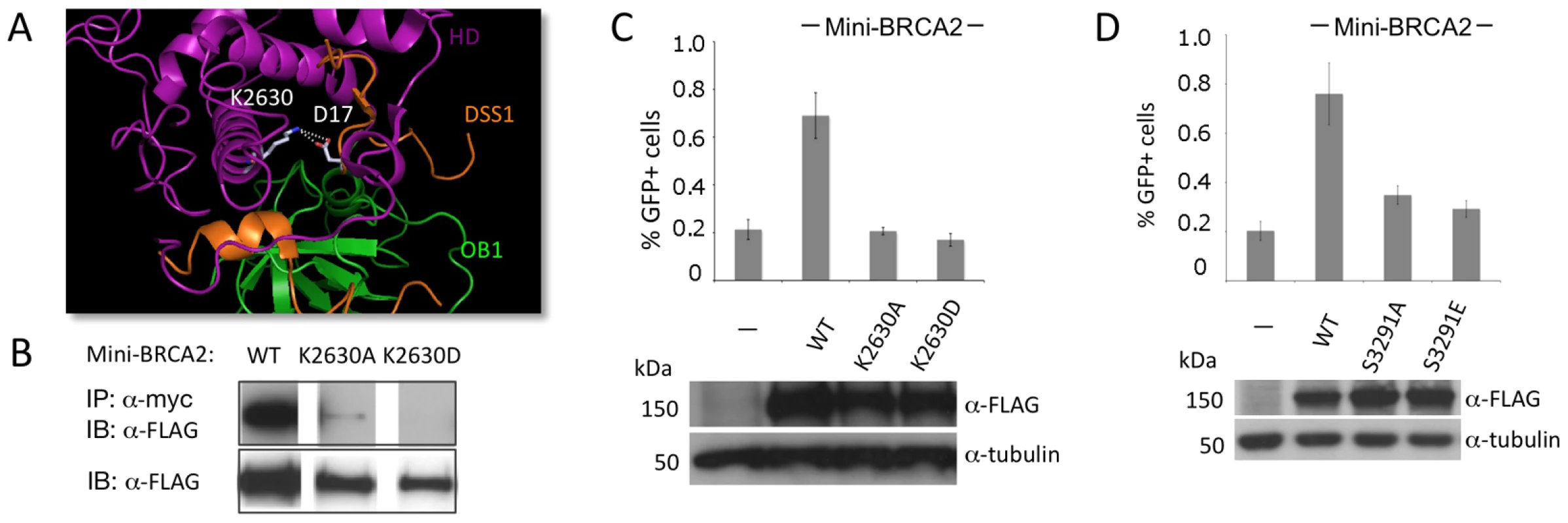 Mutation of a DSS1-interacting residue or the Cter RAD51-interacting residue S3291 significantly reduces the HR activity of mini-BRCA2.
