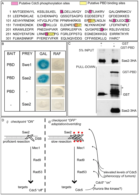 Sae2 protein interacts with PBD of Cdc5.