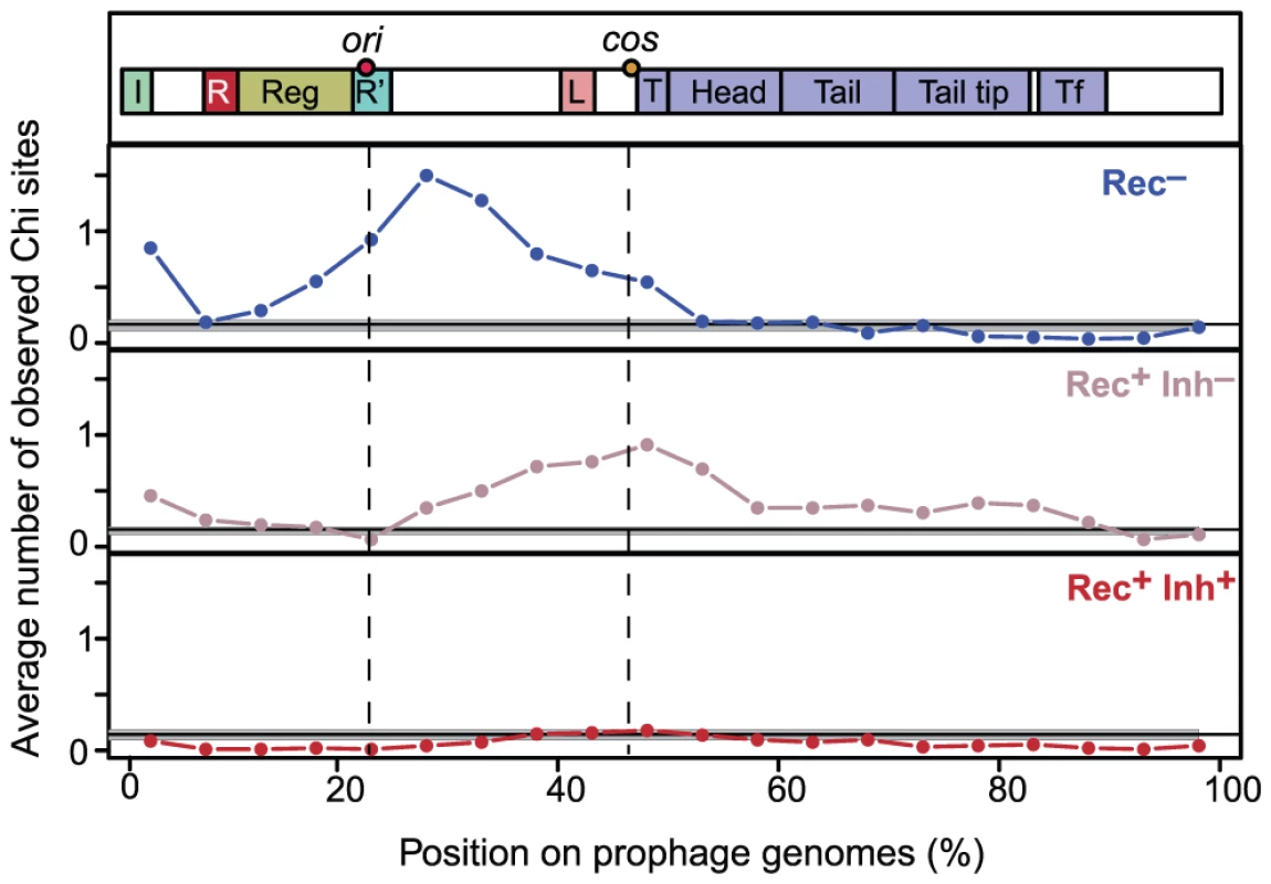 Distribution of Chi sites in lambdoid genomes.