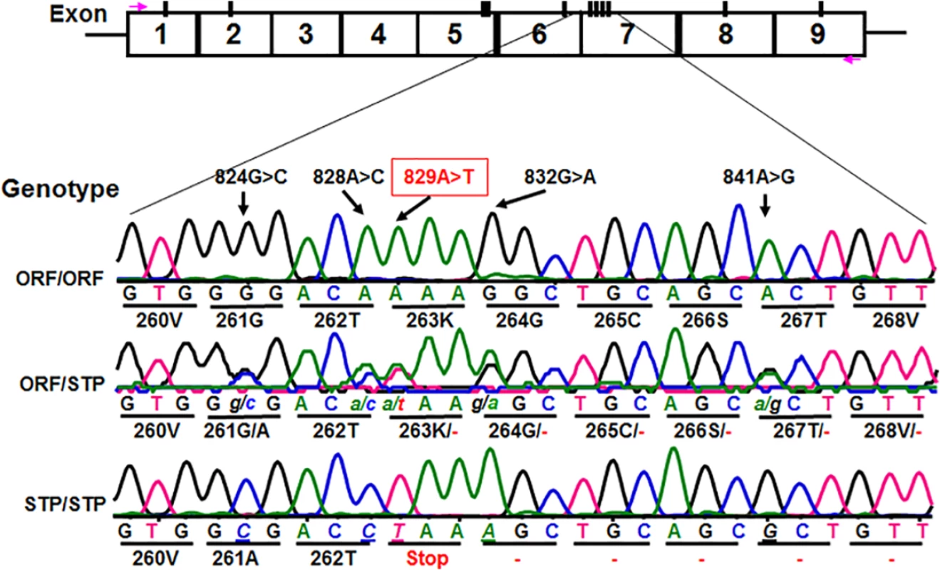 Identification of novel <i>CD177</i> coding SNPs and SNP haplotypes.