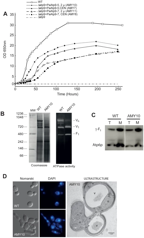 The <i>P. anserina Atp9</i> genes restore respiratory competence in <i>Δatp9</i> yeast.