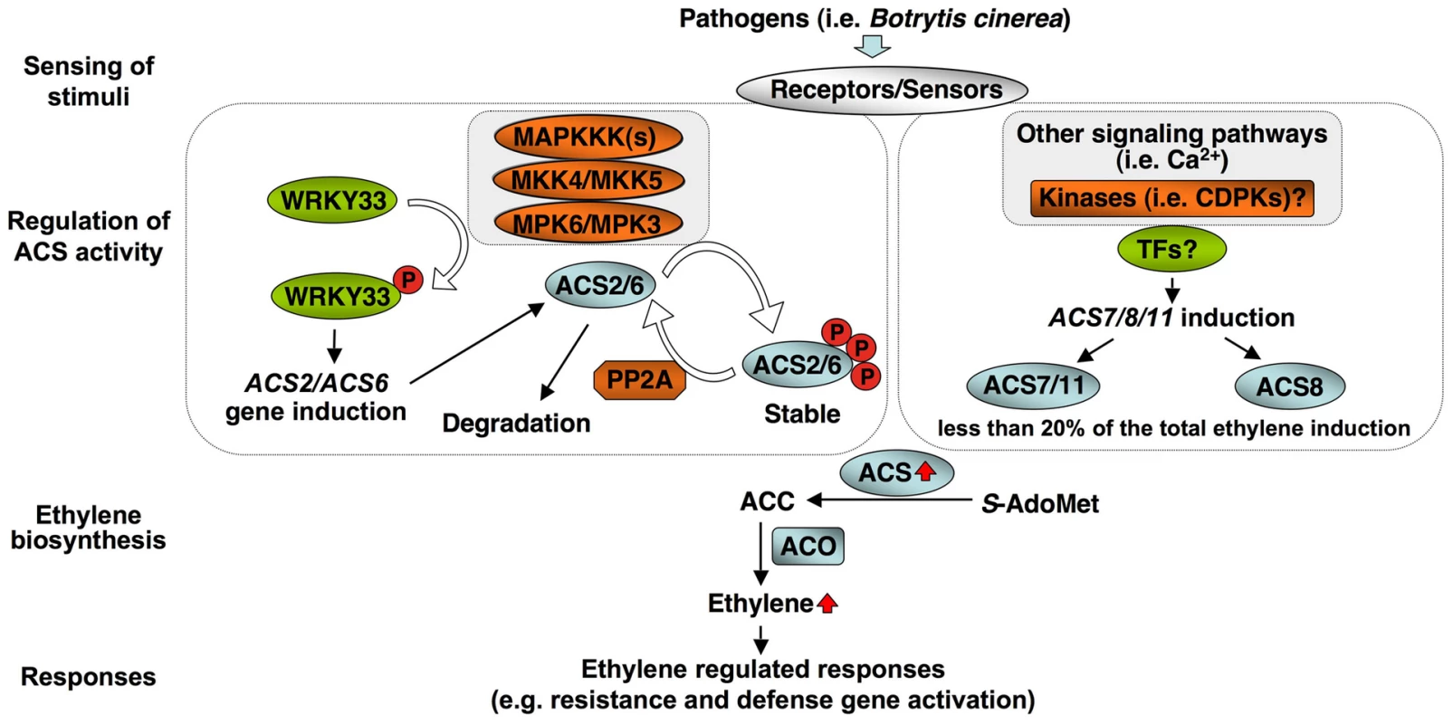 A model depicting the dual-level regulation of ACS activity by MPK3/MPK6-dependent and independent pathways during pathogen-induced ethylene production.