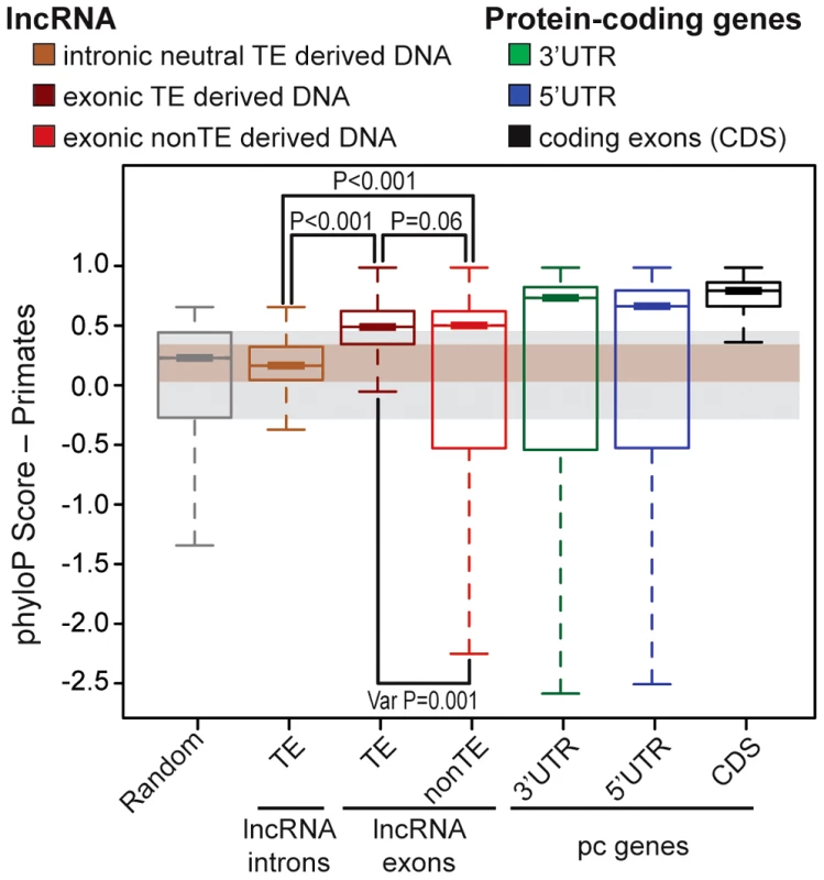 Evidence of purifying selection in TE–derived DNA transcribed as lncRNAs.