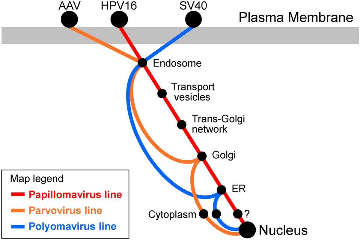 Transit pathways used by small DNA viruses.