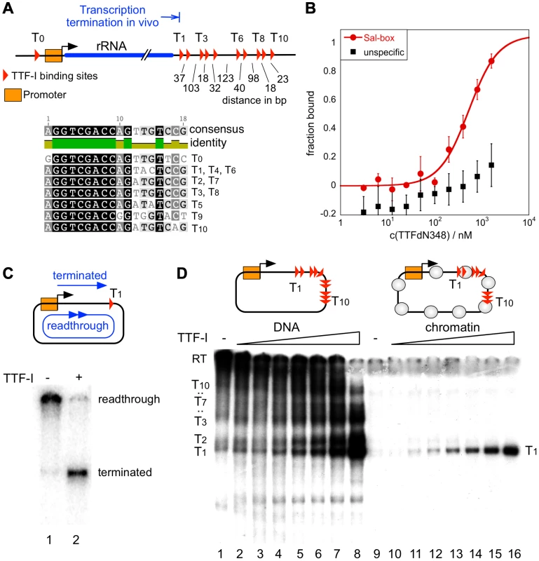 Chromatin-specific termination at the homotypic cluster of TTF-I.