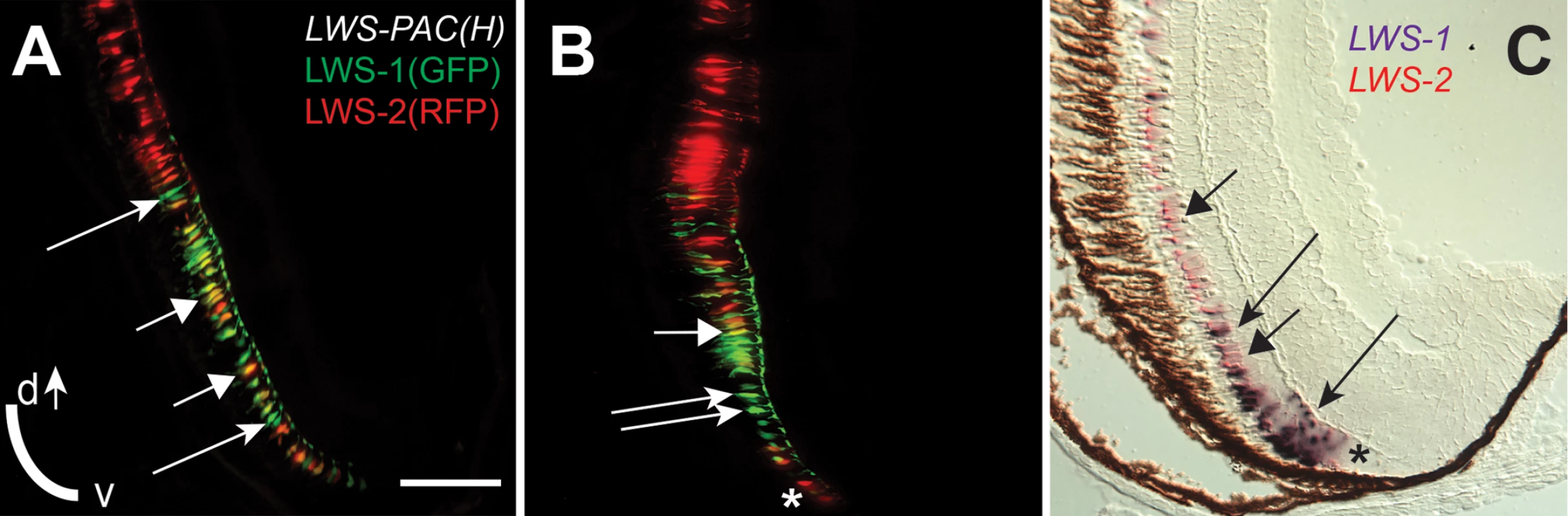 An “LWS Transition Zone” exists in ventral retina of juvenile fish.
