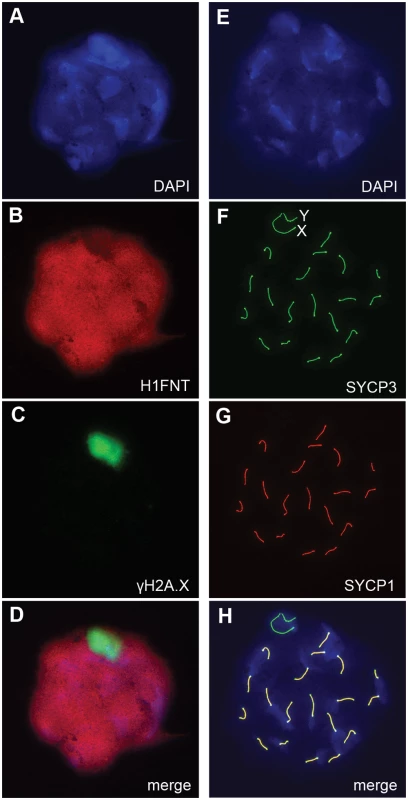 Autosomal synapsis in <i>H3f3b</i> heterozygous spermatocytes.