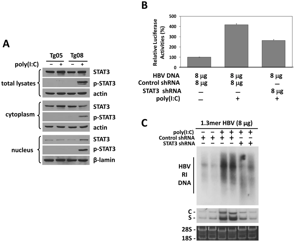 Analysis of STAT3 in HBV mice.