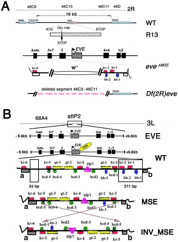 Strategy for creating co-isogenic strains carrying an <i>eve</i> locus with WT, MSE, and INV_MSE versions of the stripe 2 enhancer.