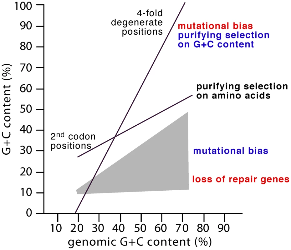 The GC composition of genomes is strongly correlated with second codon (GC<sub>2</sub>) and 4-fold degenerate positions (GC<sub>4</sub>) <em class=&quot;ref&quot;>[<b>2</b>]</em>.