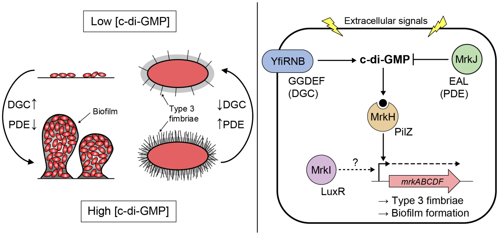 Model of c-di-GMP-mediated control of type 3 fimbriae expression and biofilm formation in <i>K. pneumoniae</i>.