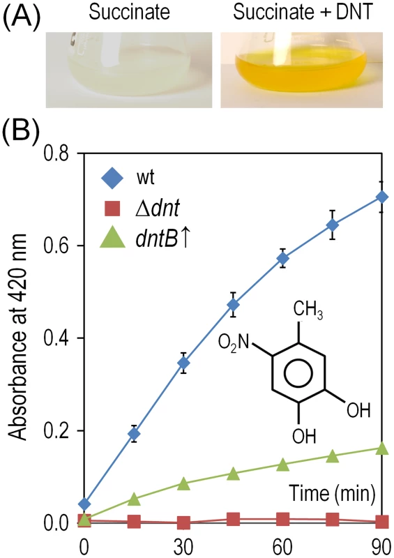 Accumulation and removal of 4-methyl-5-nitrocathecol (4M5NC) in <i>Burkholderia</i> sp. DNT and derivatives exposed to DNT.