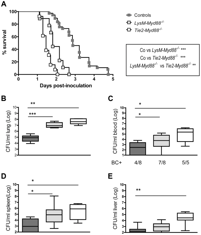 Impaired survival and bacterial defense in LysM-<i>Myd88<sup>−/−</sup></i> and Tie2-<i>Myd88<sup>−/−</sup></i> mice.
