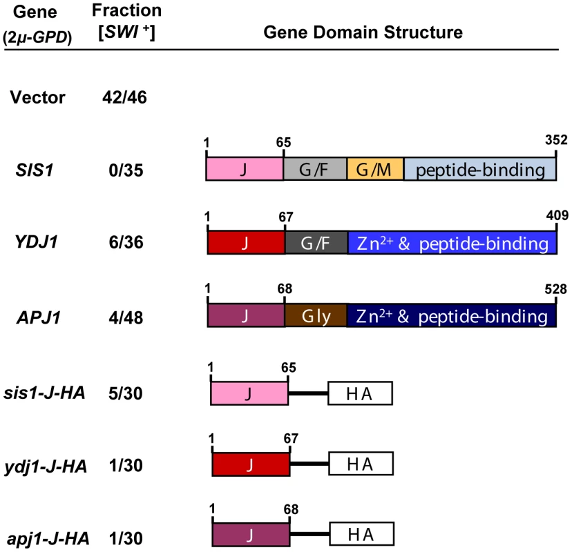 [<i>SWI</i><sup>+</sup>] is sensitive to J-protein or J-domain overexpression.