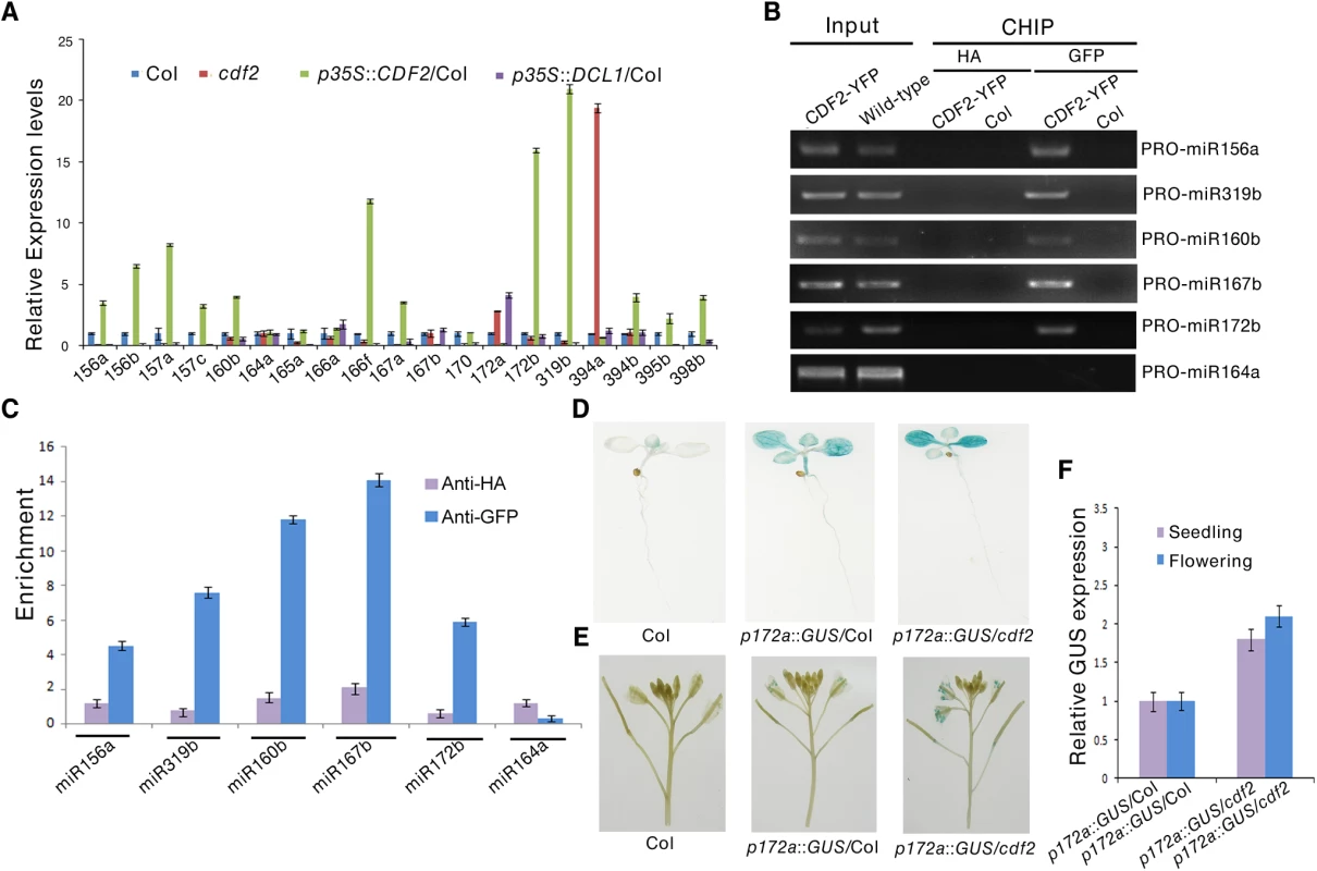 CDF2 acts as a transcription factor for some miRNA genes.