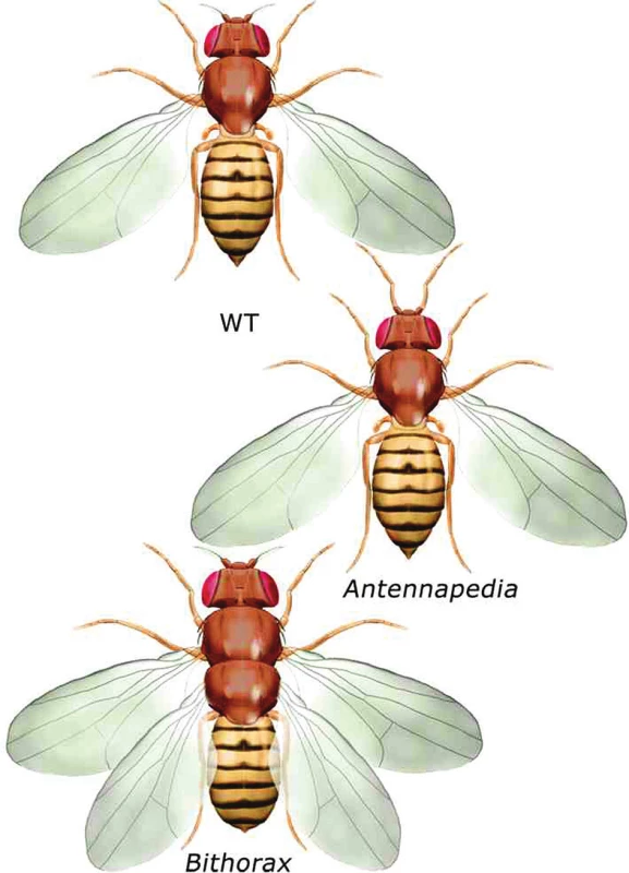 Antennapedia a bithorax mutace u Drosophily melanogaster
Exprese genu Antennapedia posunutá kraniálněji, než je obvyklé, potlačí na hlavě vznik tykadla, místo tykadla se vytvoří nadpočetná končetina. Vyřazení genu Ultrabithorax z funkce vede k transformaci třetího hrudního segmentu, který nemá křídla, ve druhý hrudní segment s křídly.