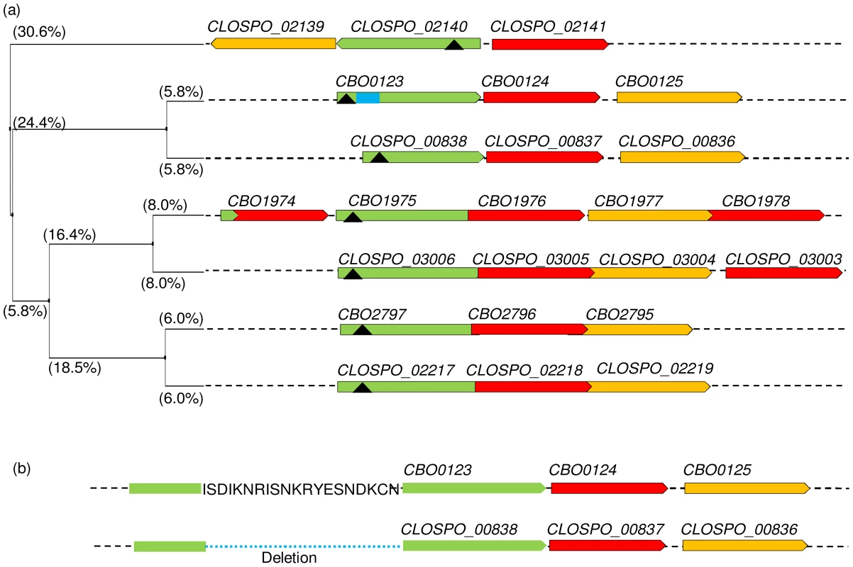 Alignment of <i>C. botulinum</i> and <i>C. sporogenes</i> germinant receptor proteins.