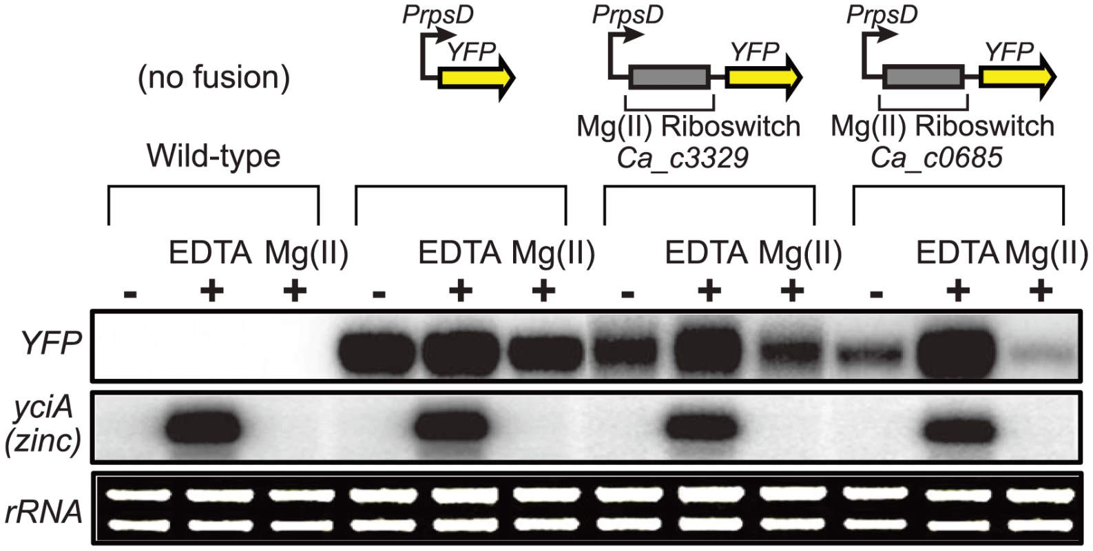 Control of gene expression by a <i>C. acetobutylicum</i> M-box RNA.