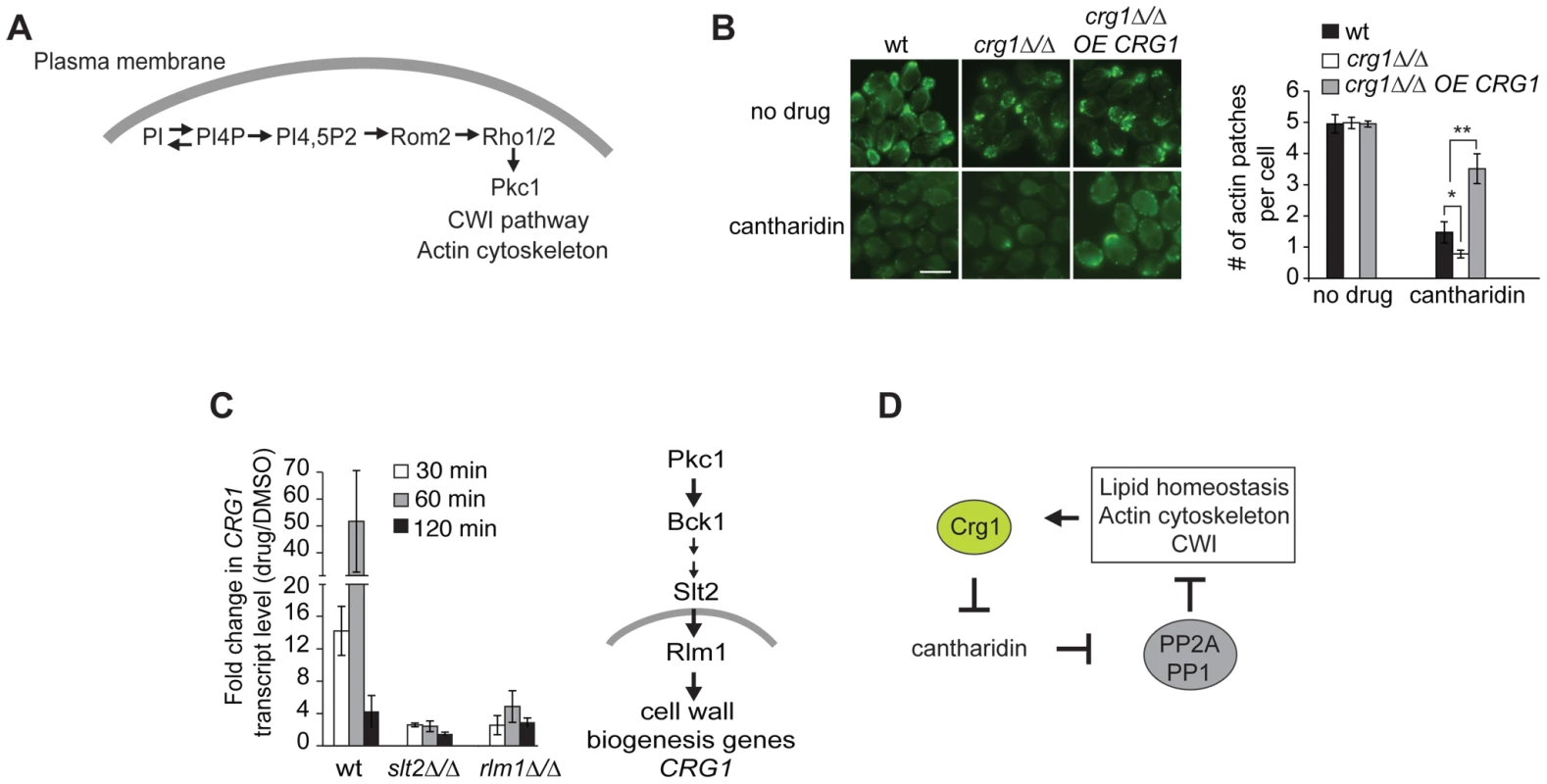 Crg1 is important for actin patch formation during cantharidin treatment.