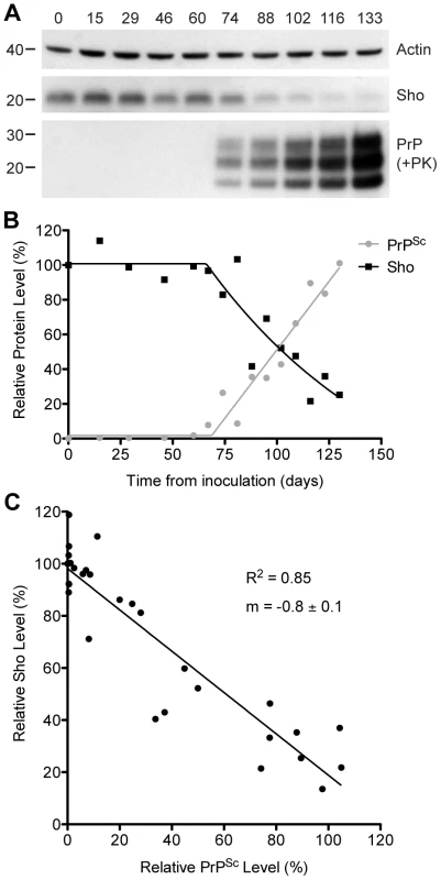 Inverse relationship between Sho and PrP<sup>Sc</sup> levels during prion disease in mice.