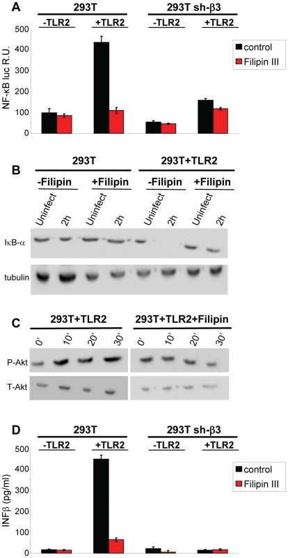 Lipid rafts perturbation by the cholesterol-binding filipin III blocks the innate response to HSV.
