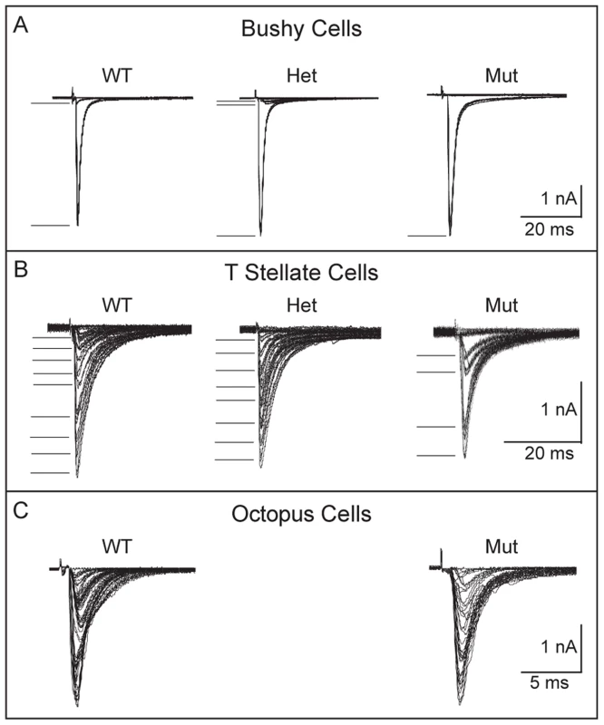 Convergence of SGNs onto bushy and T stellate cells tends to be lower in <i>Npr2</i> mutants.