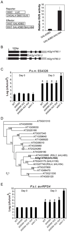 Mutant analysis of transcriptional activator <i>bHLH84</i> and its paralogs.