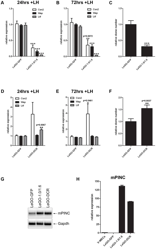 Overexpression of <i>mPINC</i> inhibits differentiation of HC11 cells.