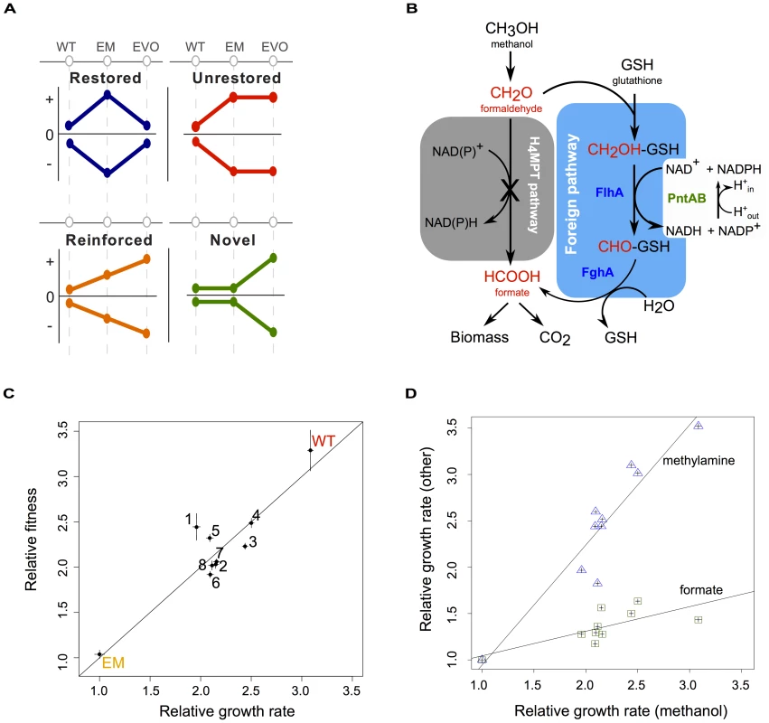 Acclimation and adaptation in an experimentally engineered and evolved bacterium.