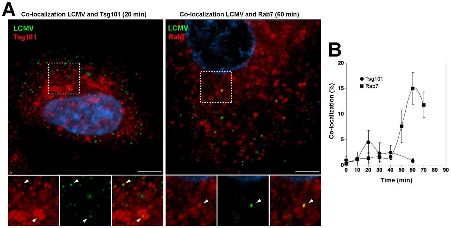 Incoming LCMV transiently co-localized with Tsg101 prior to reaching late endosomes.