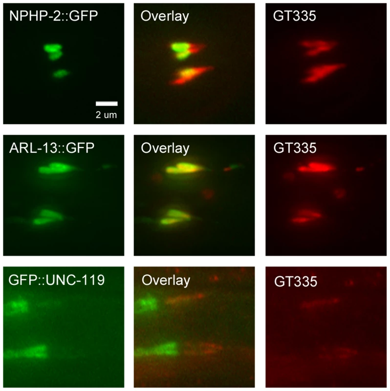 NPHP-2::GFP, ARL-13::GFP, and GFP::UNC-119 colabel with GT335 staining.