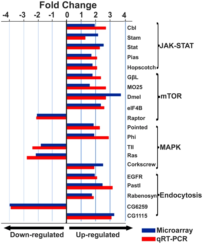 Expression levels of immune-related transcripts in IAPV infected adults.