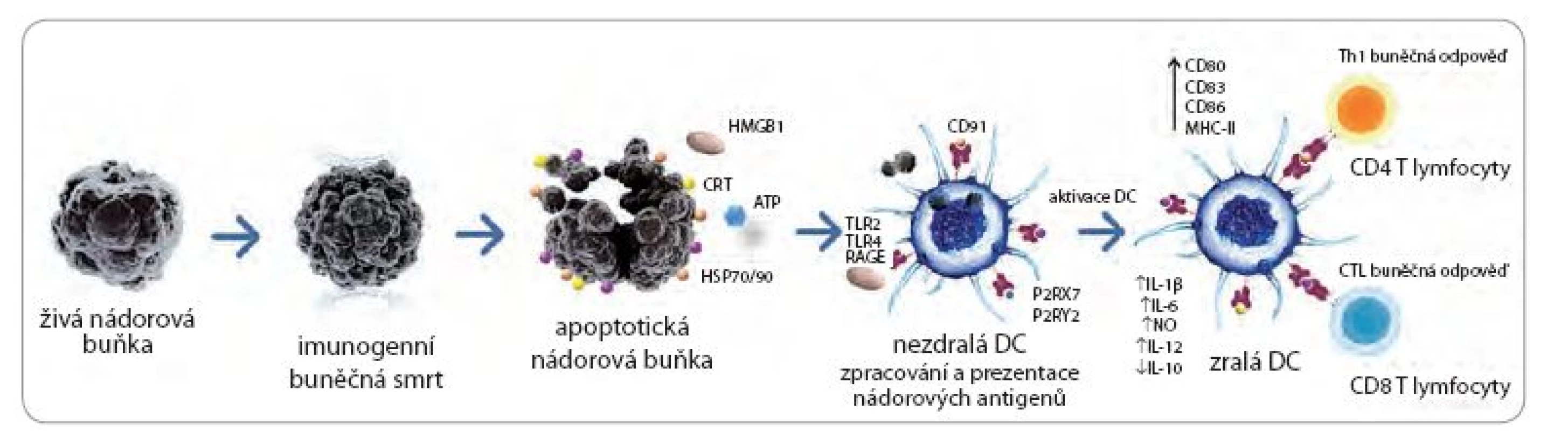 Indukce protinádorové odpovědi imunogenní nádorovou buňkou.