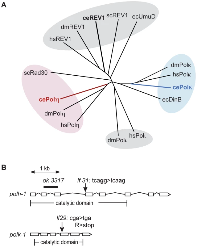 Y-family polymerases POLH-1 and POLK-1 of <i>C. elegans</i>.