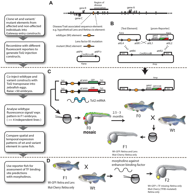 Schematic representation of the assay pipeline for <i>in vivo</i> characterisation of disease-associated cis-regulatory variants by dual-fluorescence reporter transgenic analysis in zebrafish.