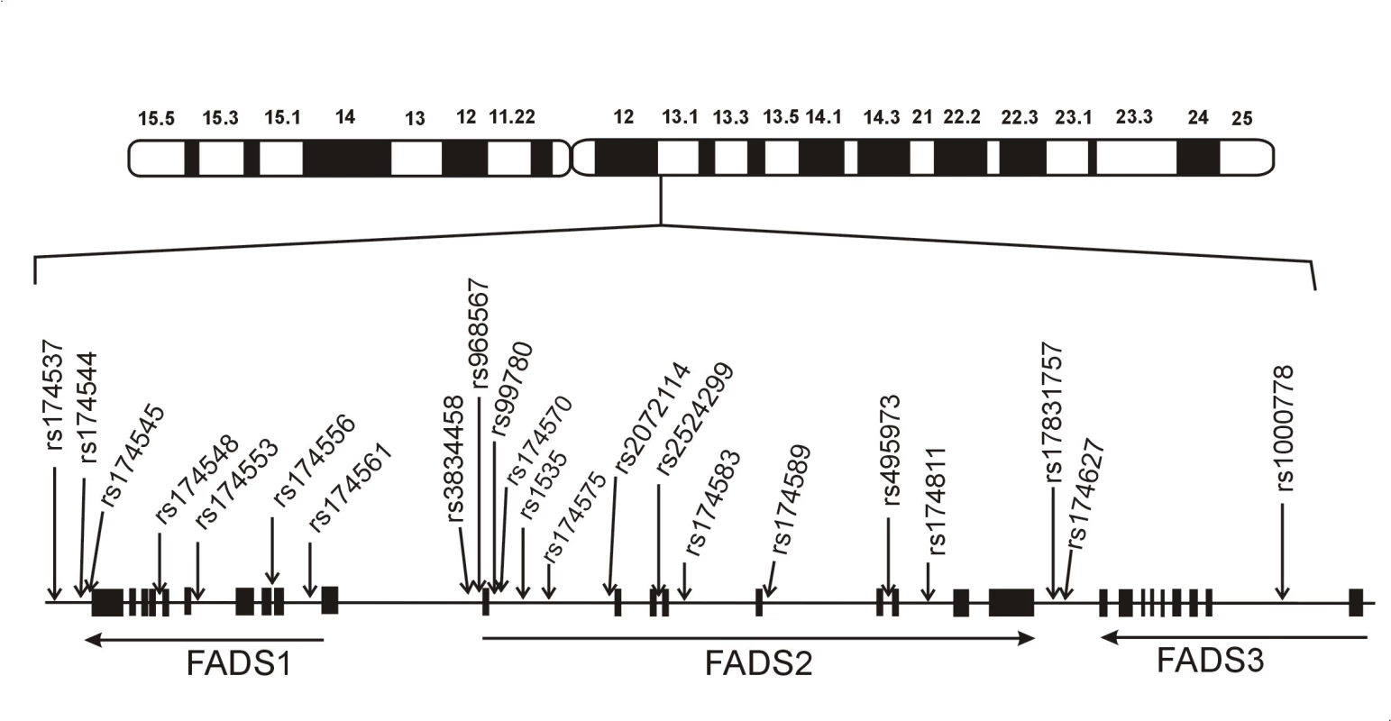 Schéma genového clusteru desaturáz mastných kyselin a klinicky relevantních polymorfismů. Obrázek znázorňuje lidský cluster genůFADSs umístěním některých studovaných polymorfismů, které jsou asociovány s hladinami mastných kyselin a fosfolipidů (volně podle 7).