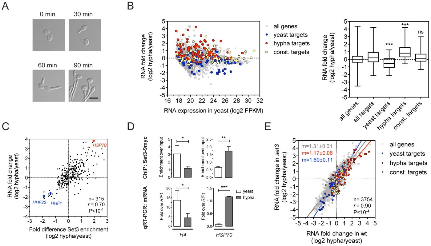 Set3C recruitment predicts induction and depletion predicts repression.