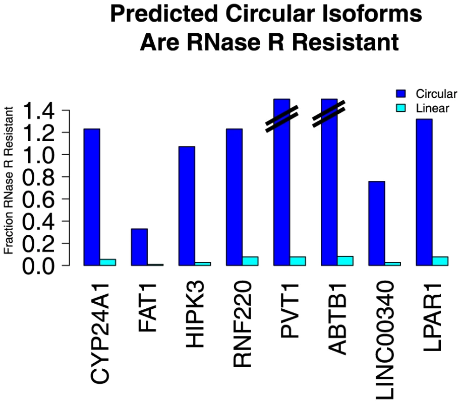 Predicted circular isoforms are resistant to RNase R.
