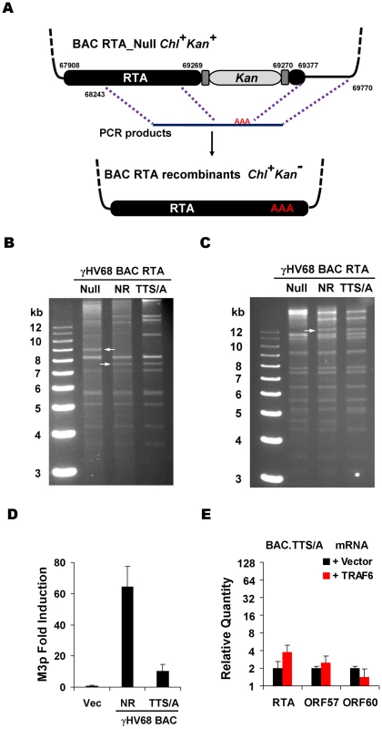 Generation and characterization of γHV68 BAC carrying the TTS/A mutation.