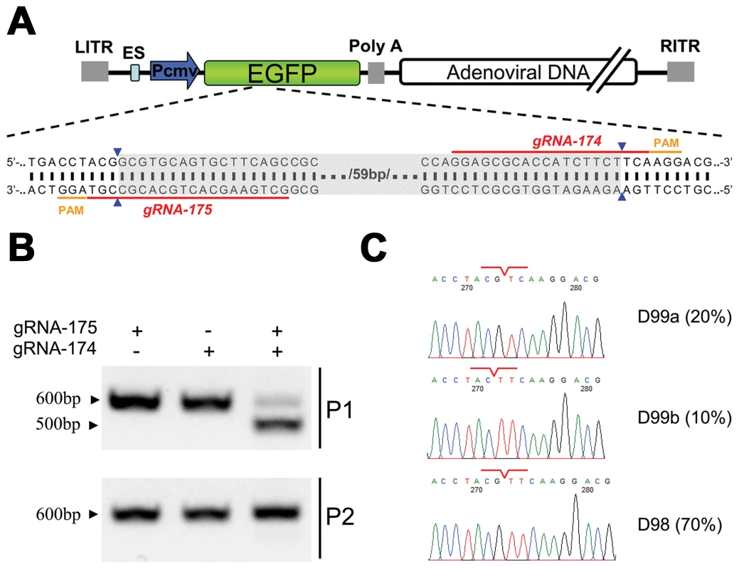 Cas9-targeted double genomic loci in recombinant adenoviral genomes.