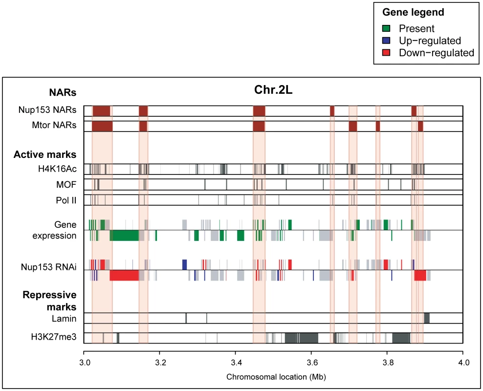 NARs define transcriptionally active regions of the genome.