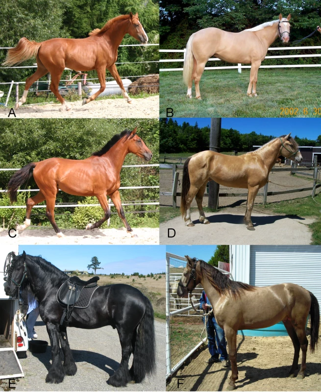Effect of <i>Champagne</i> gene action on base coat colors of horses (chestnut, bay, and black).
