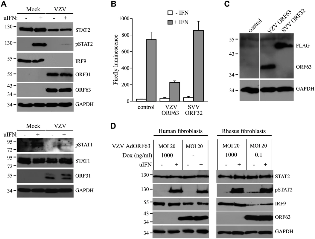 Inhibition of IFN-induced JAK-STAT signaling by VZV.