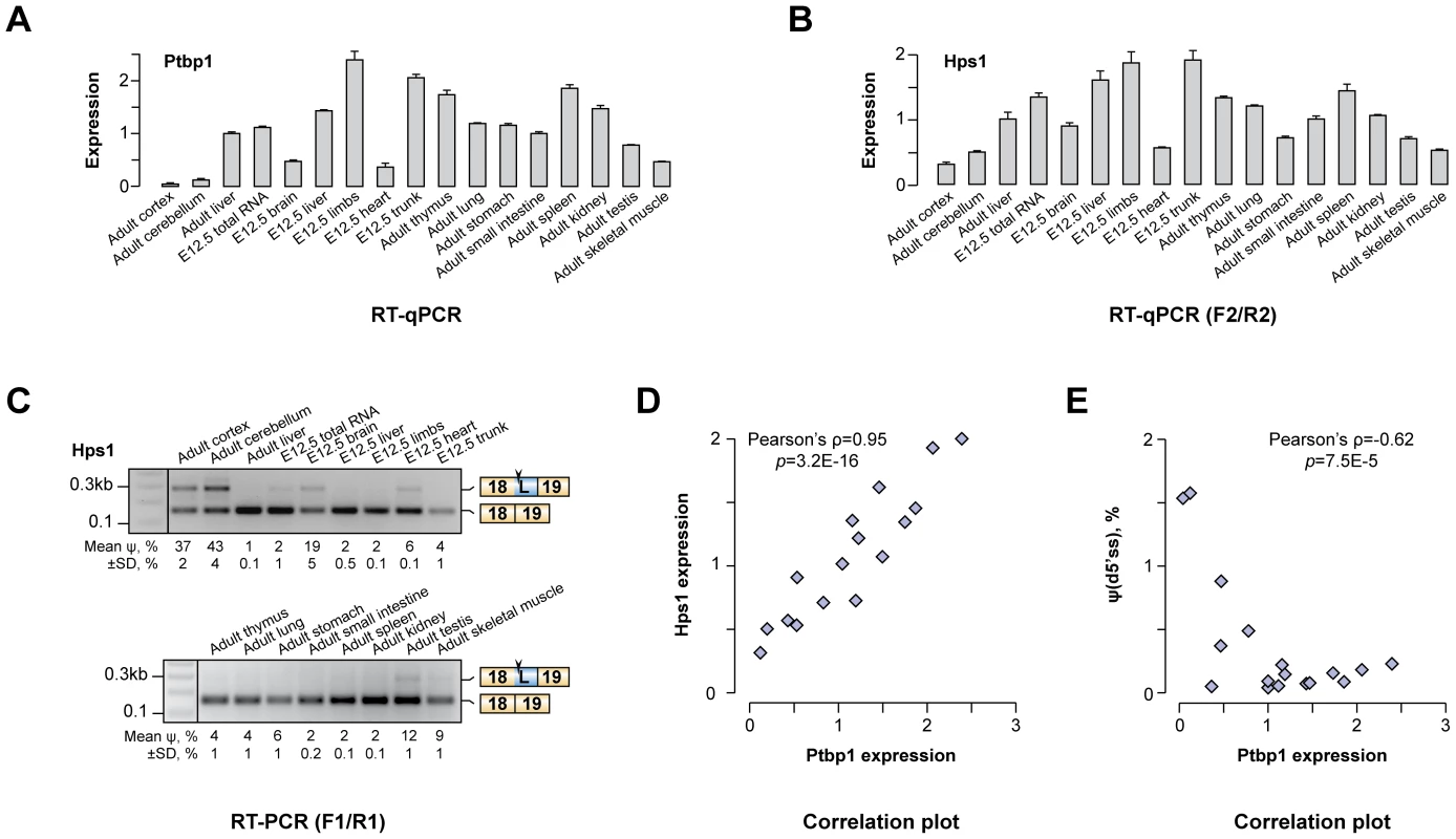 Hps1 is co-expressed with Ptbp1 <i>in vivo</i>.