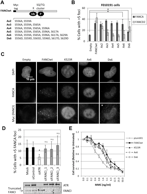 FANCI phosphorylation is not required for FA core complex foci formation.