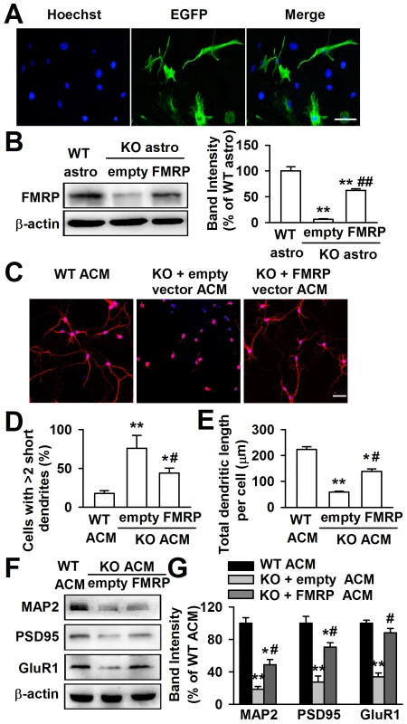 Expression of FMRP reversed neuronal growth in <i>Fmr1</i> KO ACM.