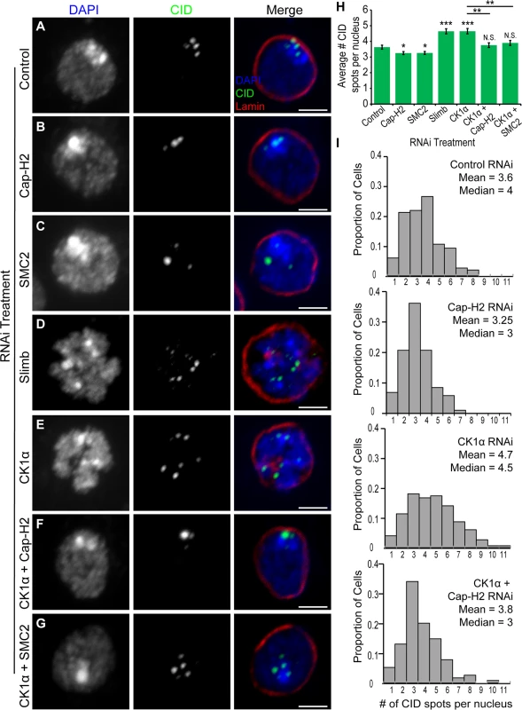 RNAi of CK1α leads to dispersal of centromeres in Kc cells.
