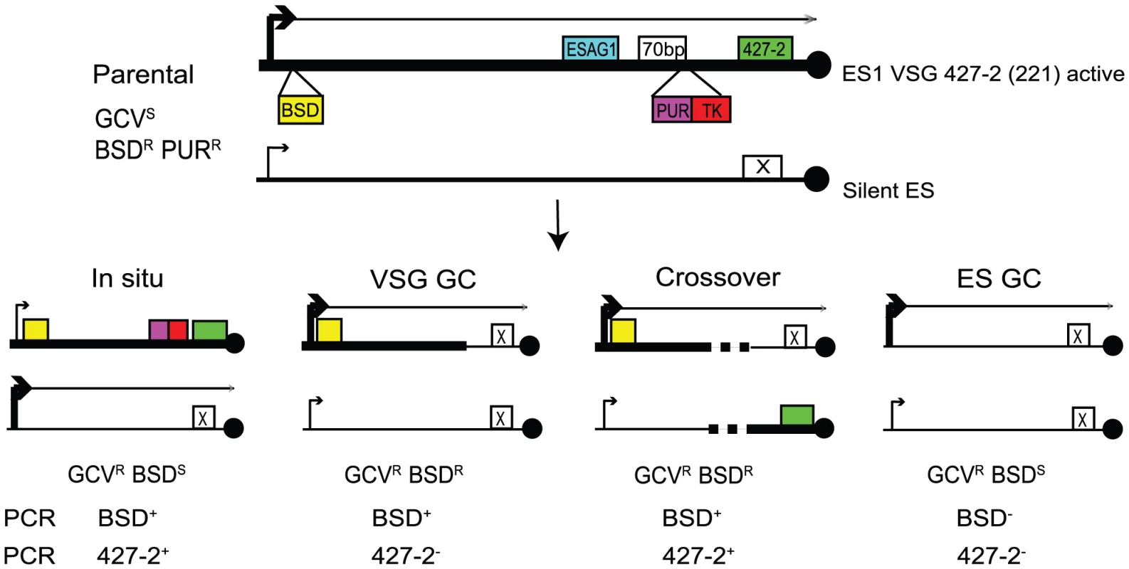 Strategies to determine the frequency and mechanisms of <i>VSG</i> switching.
