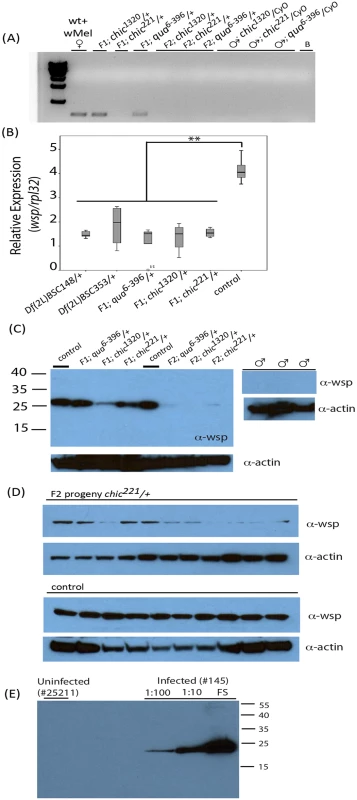 Presence of <i>Wolbachia</i> within various <i>Drosophila melanogaster</i> genotypes and their offspring assessed using polymerase chain reaction (A) and qPCR targeting the <i>wsp</i> gene on individual flies (B) or Western blot using antibodies against Wsp on both pooled fly lysates (C) and individual flies (D).